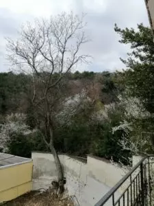 Сдаются посуточно номера в гостевом доме в г. Ялта, пгт. Ореанда